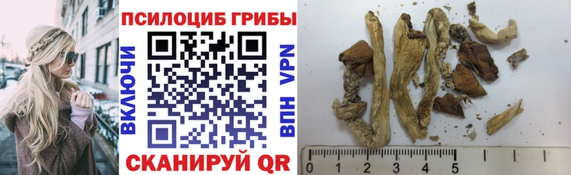 Галлюциногенные грибы Psilocybine cubensis  Купить закладки  Валуйки 
